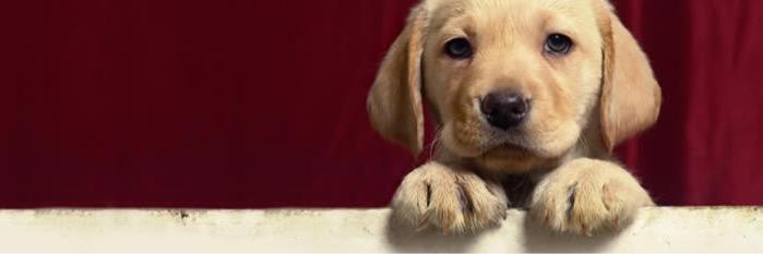 doggoals's profile banner image