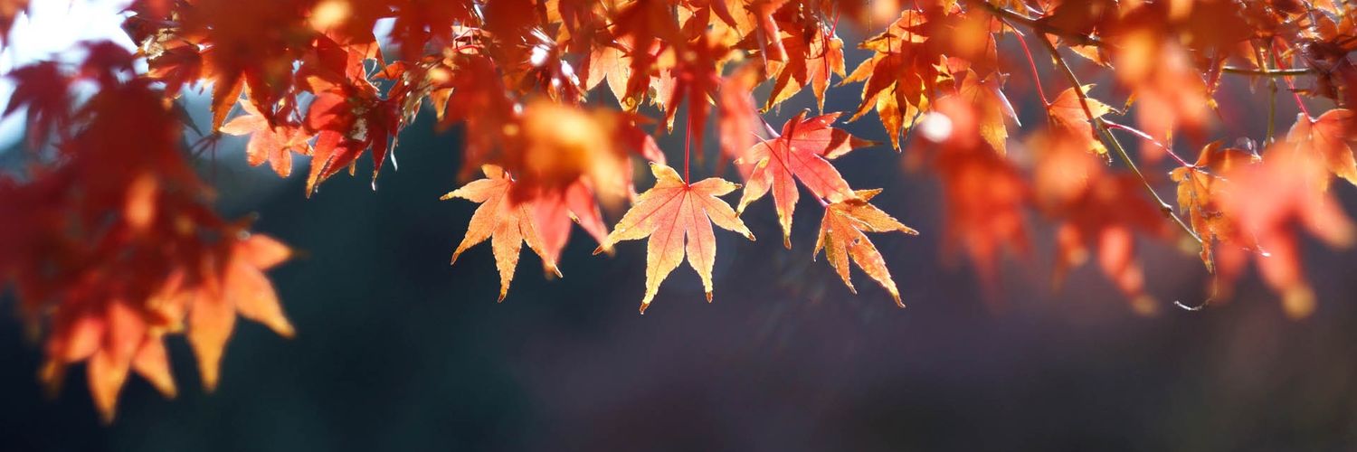 vivacity123128's profile banner image