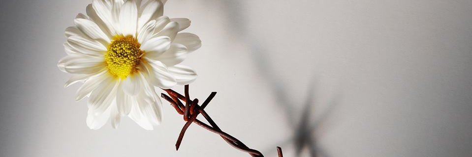 MeriJordanovska's profile banner image