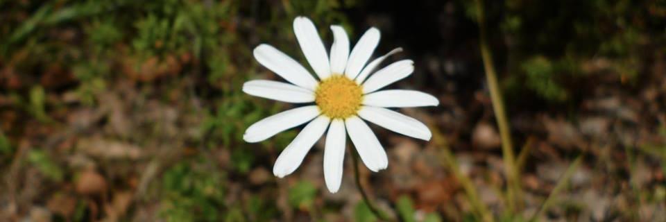 CherylMay's profile banner image