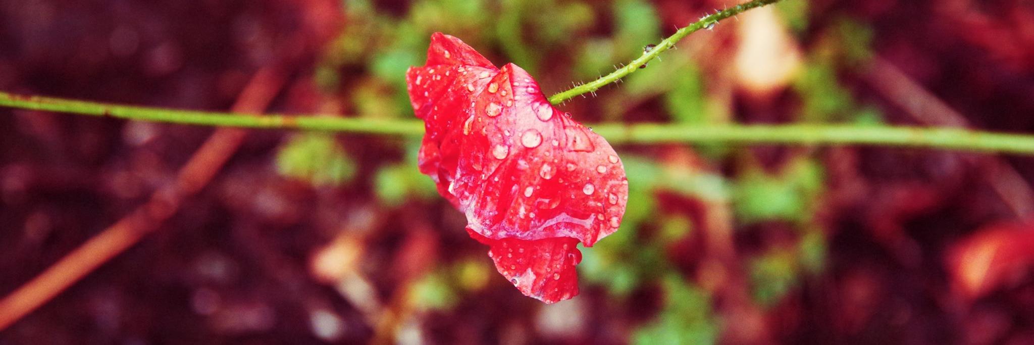 Rein De Grieve banner