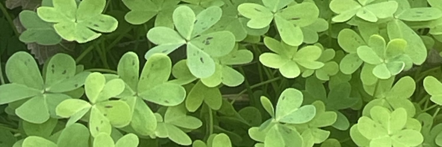 pino337's profile banner image