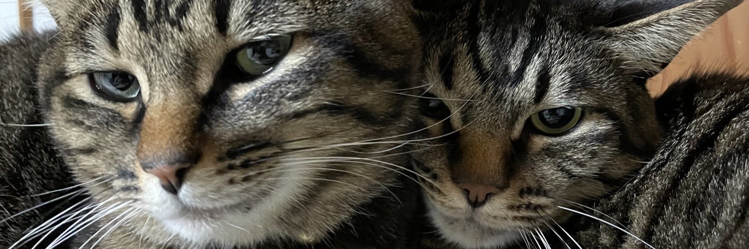 modoki_jpn's profile banner image