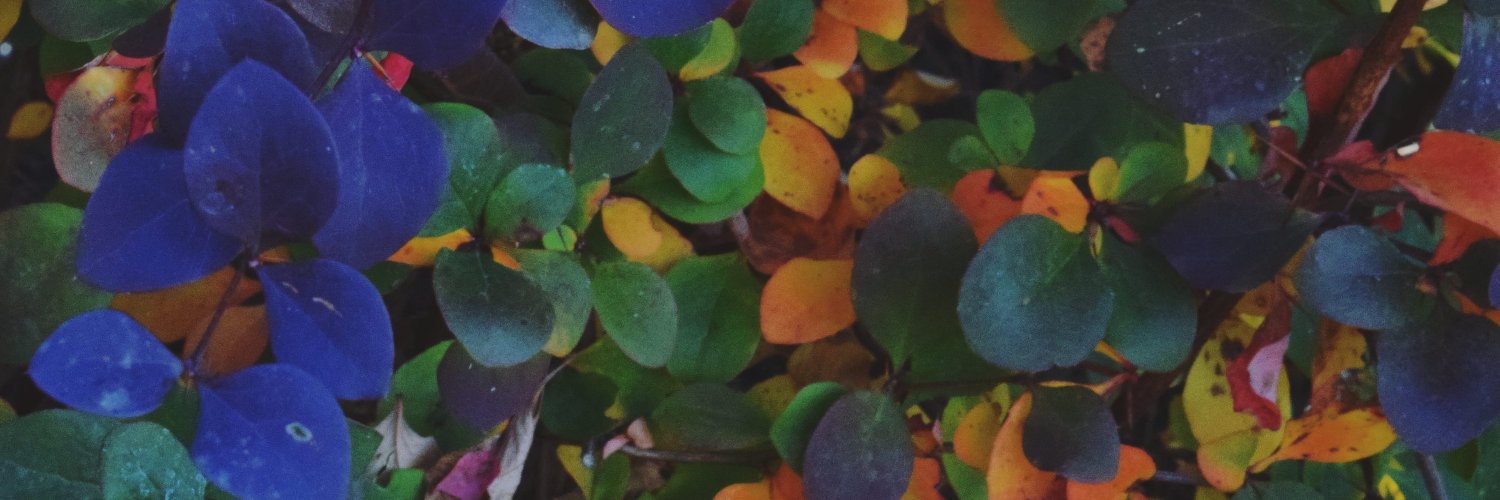 mocoton10's profile banner image