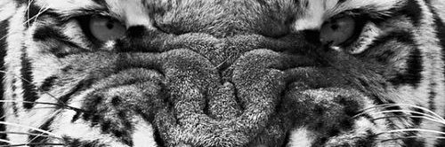 EmanuelFalbo's profile banner image