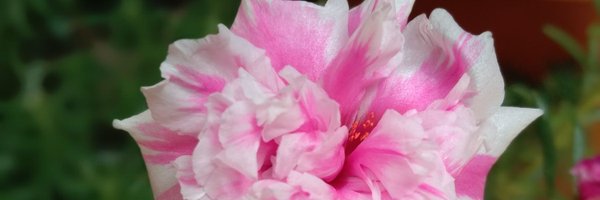 Apaaarnaaa Profile Banner