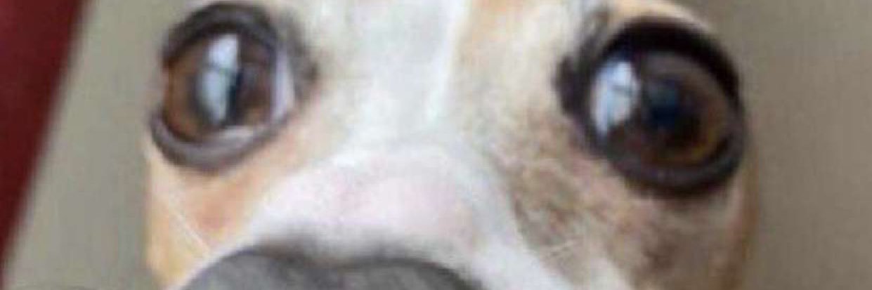 Panda_rov's profile banner image