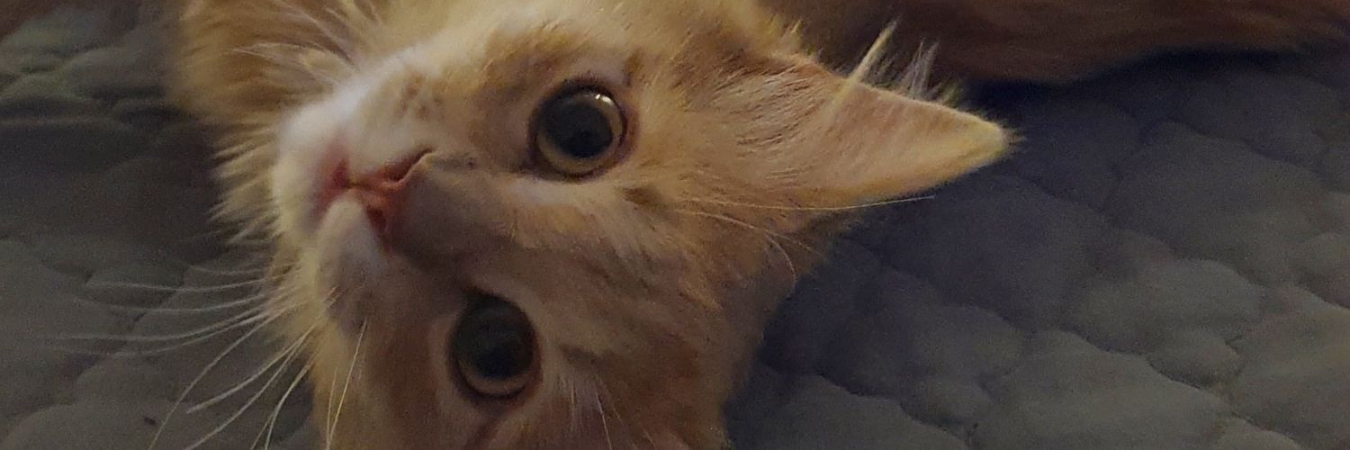 rwongk's profile banner image