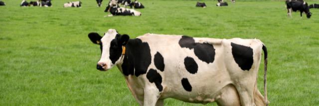 Countrystuff13's profile banner image