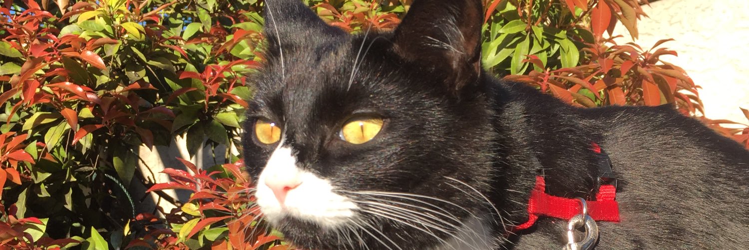 walterbigcat's profile banner image