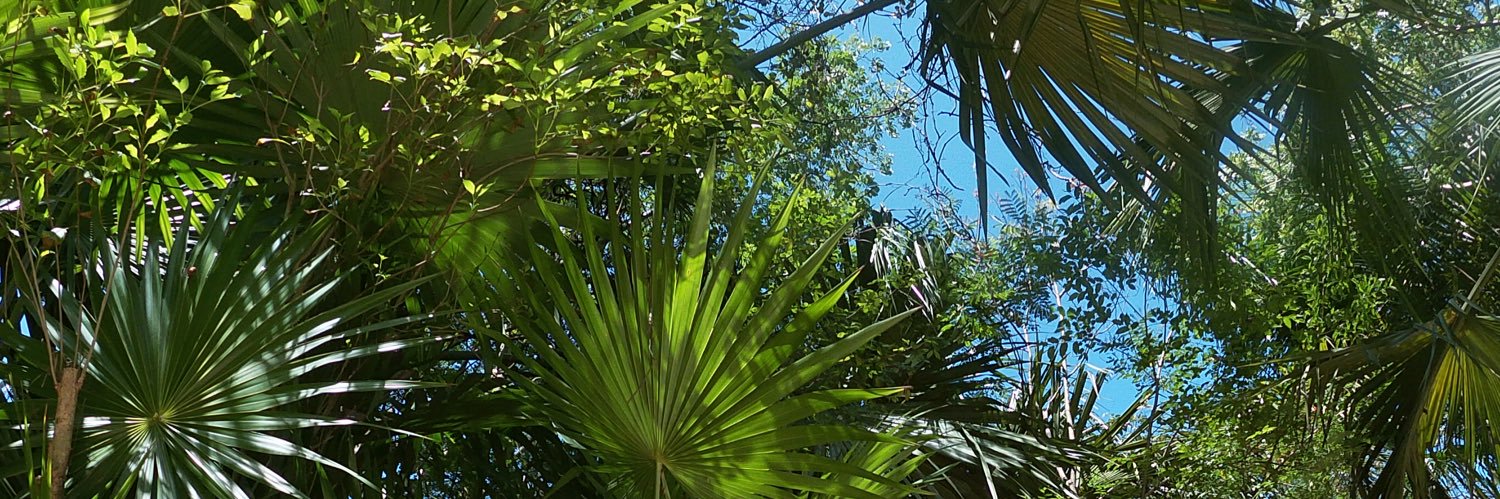 CosleyParis's profile banner image