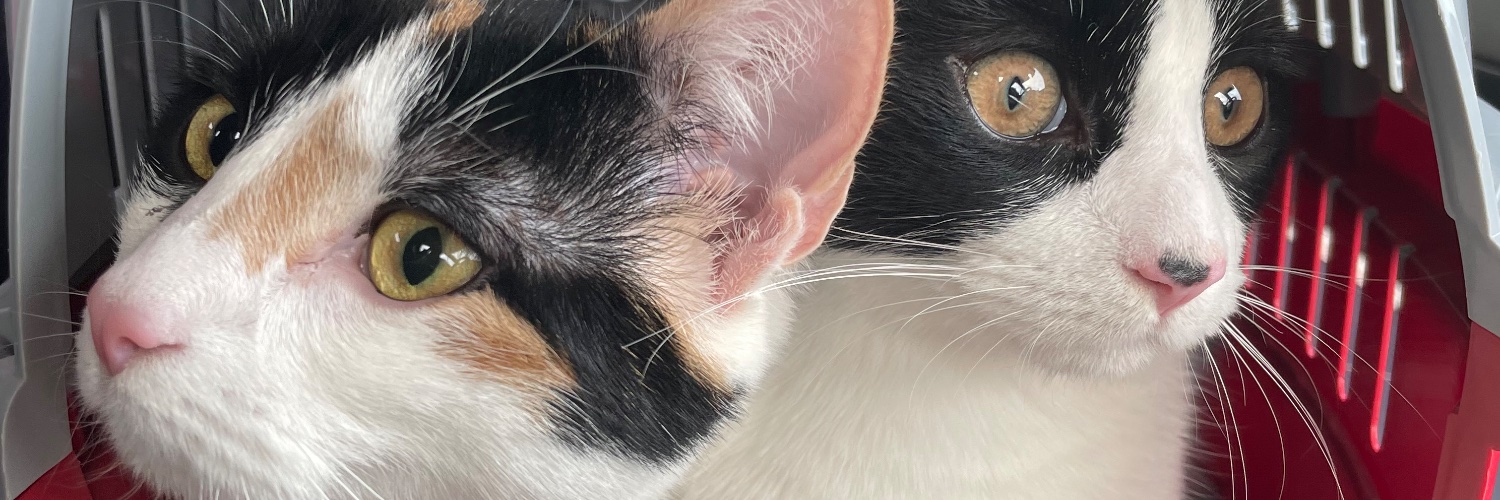 minniewillows's profile banner image