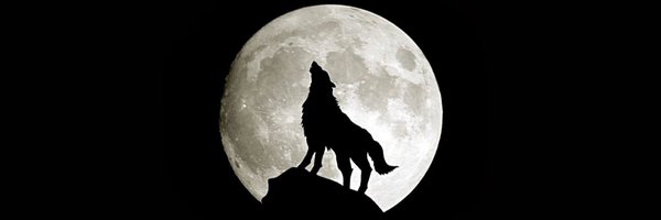 DaveFoxx1 Profile Banner