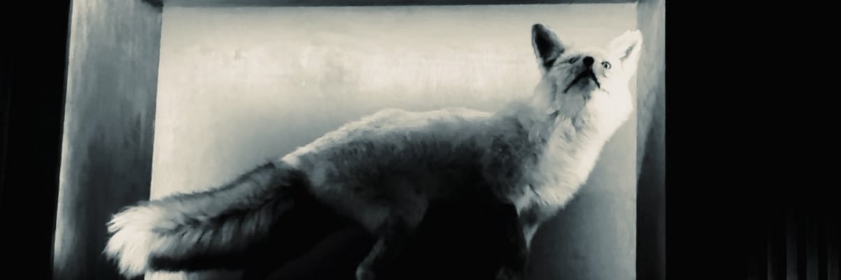N8FILMZ's profile banner image