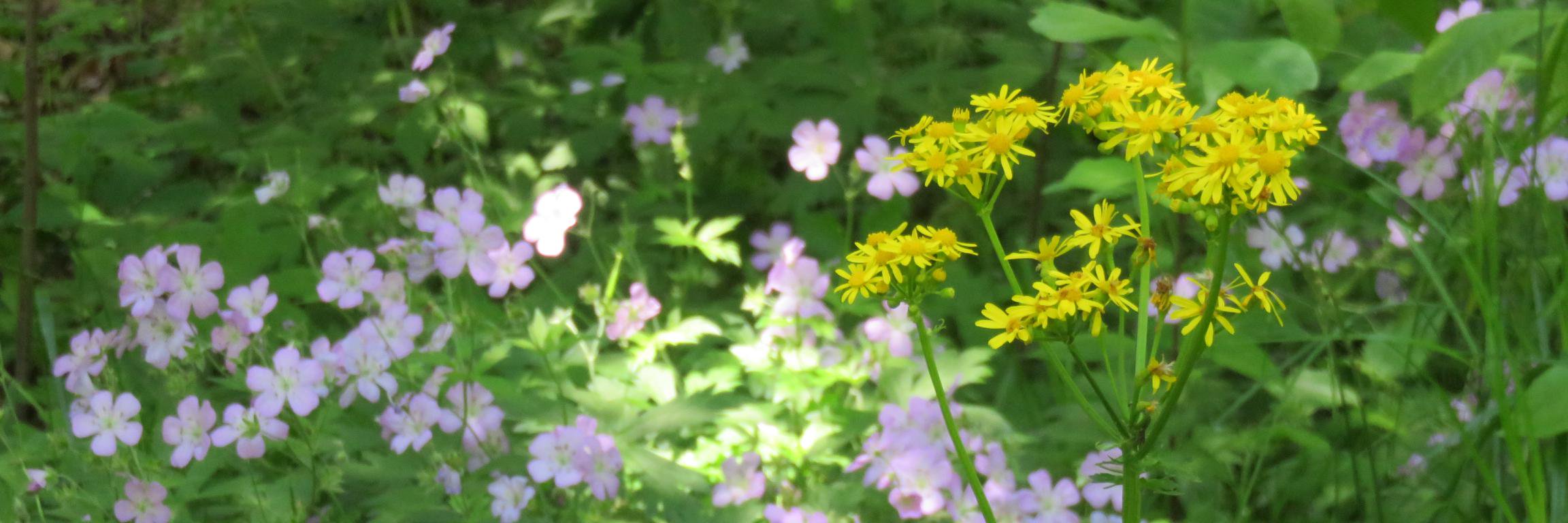 Heironorama's profile banner image