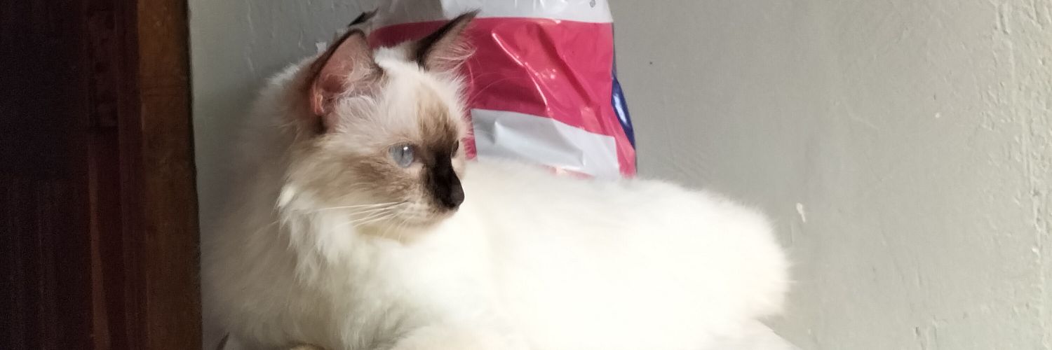 andreajcalo's profile banner image