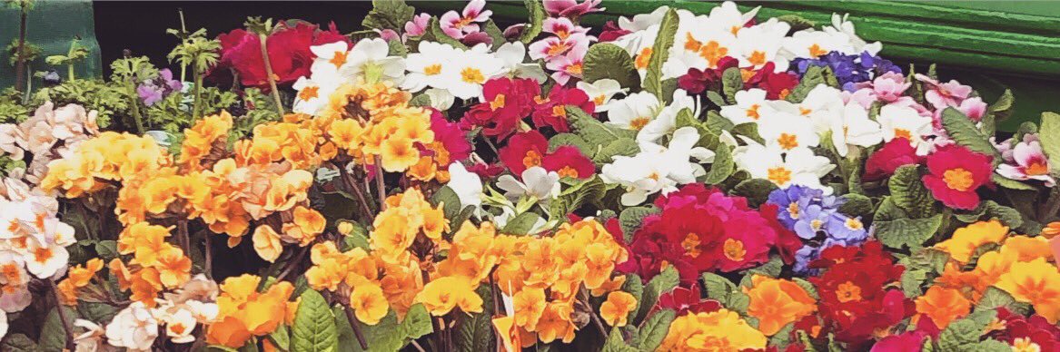 Sarah__Gill's profile banner image