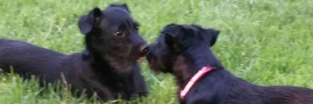 bebe_the_dog's profile banner image
