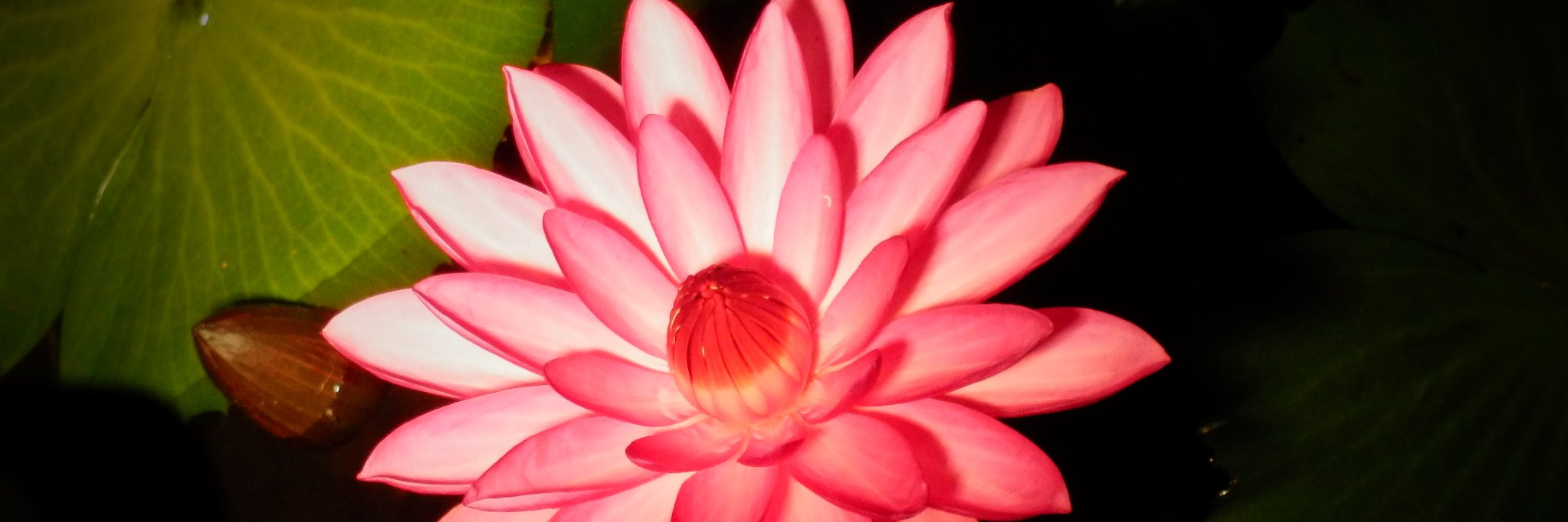 ciniCCa's profile banner image