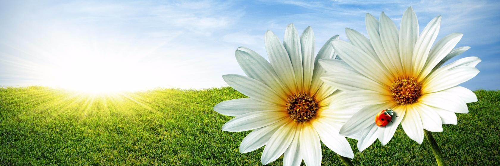 ShevtsovaMariya's profile banner image