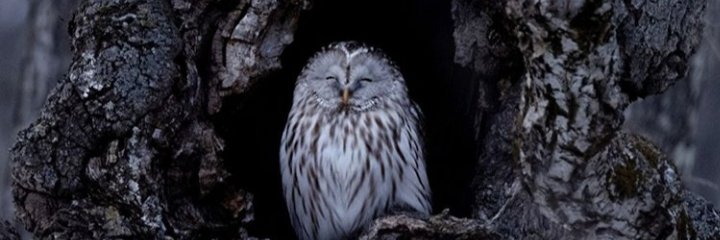 ecorthey's profile banner image