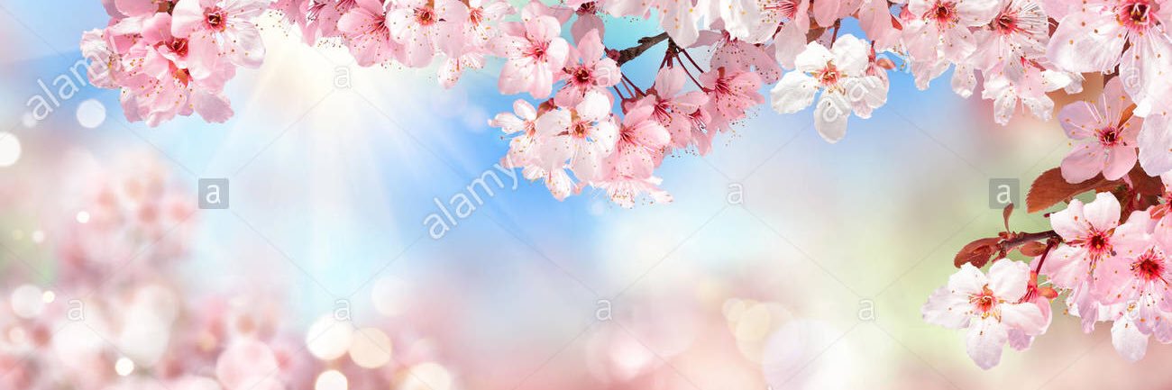 HannahMitchem1's profile banner image