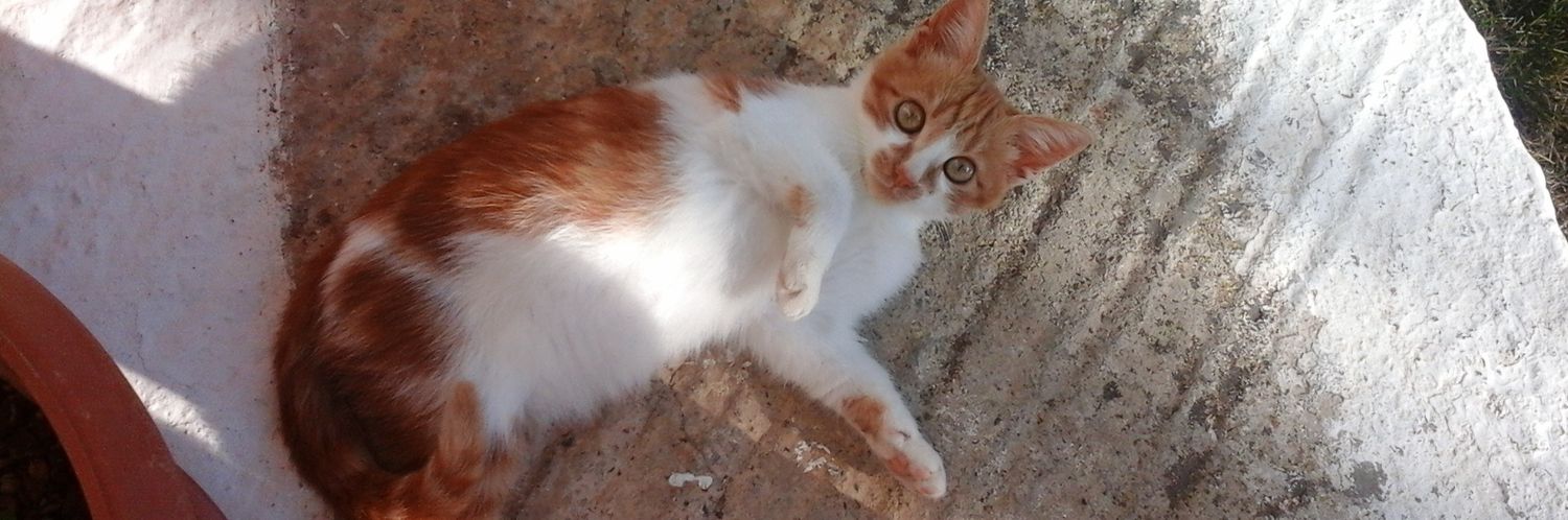 🎩Μαγδα Τ🚜🍓👑 banner