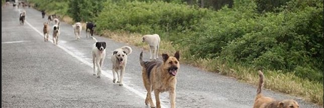 jijiko_en's profile banner image
