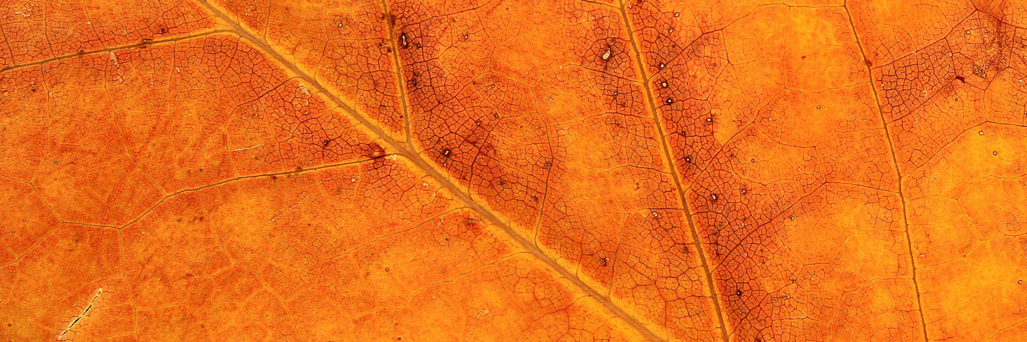 Lluís Codina banner