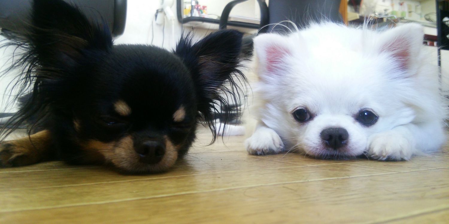 tirol_choco_a's profile banner image