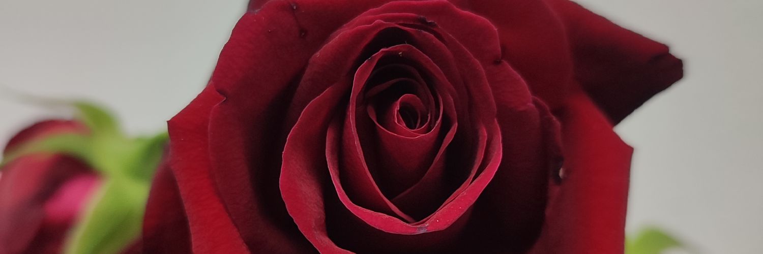 zzdhndr's profile banner image