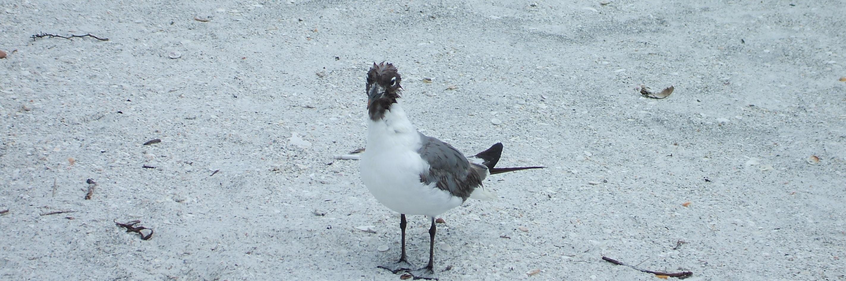 Charliegull's profile banner image