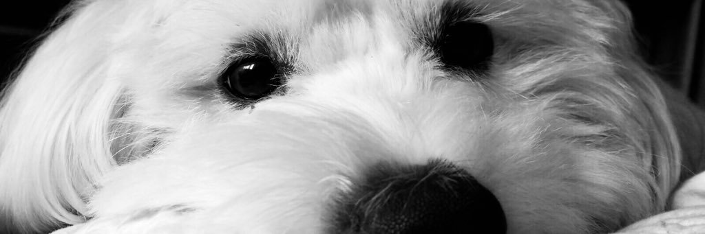 carolinaplavell's profile banner image