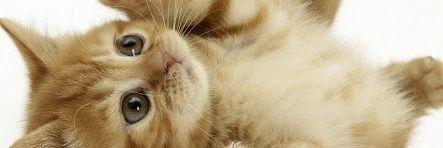 0815Cat14's profile banner image