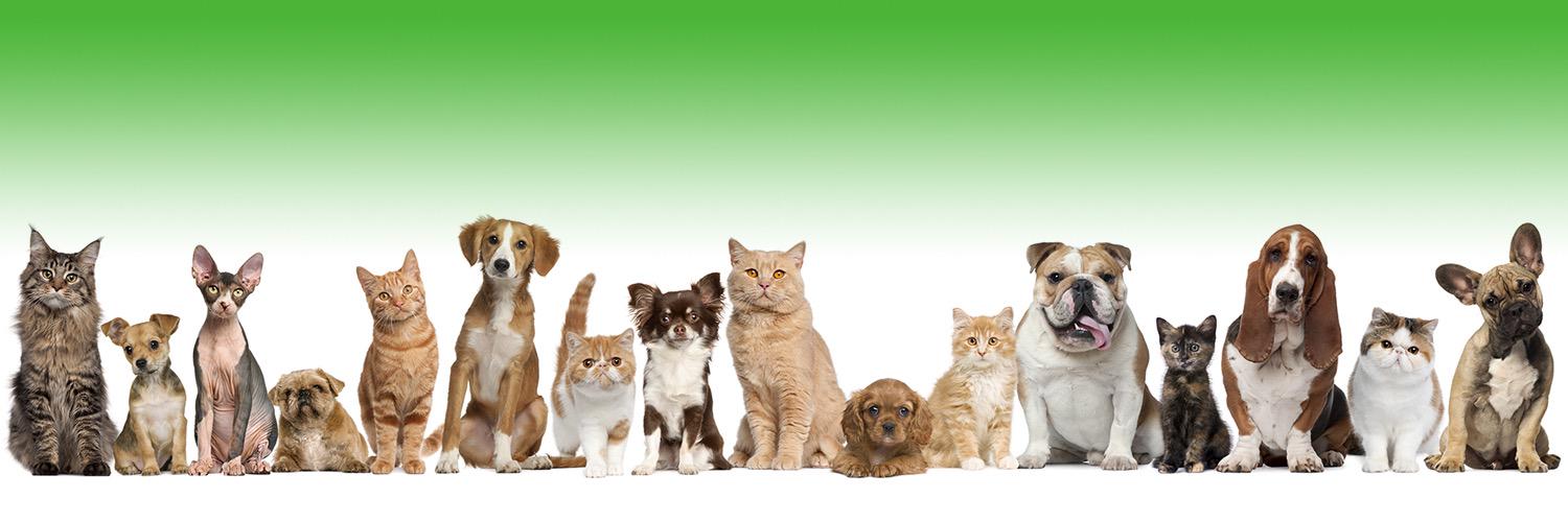 VitalPlanetPets's profile banner image