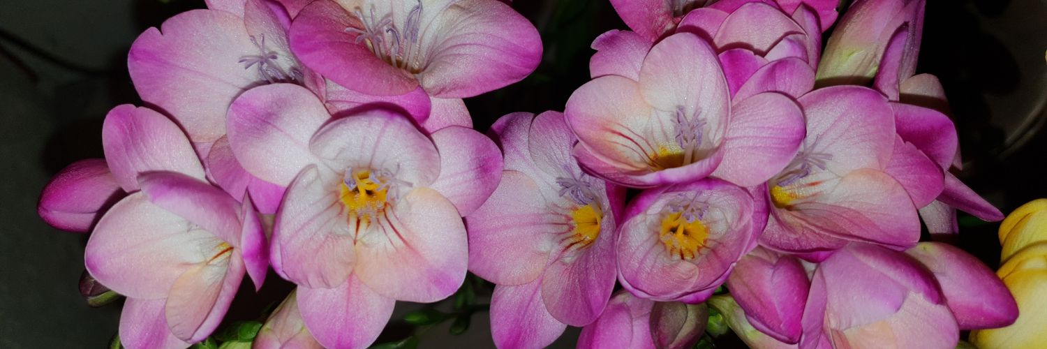 saskia_desiree's profile banner image