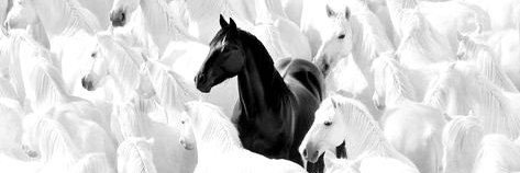 donthestallion's profile banner image