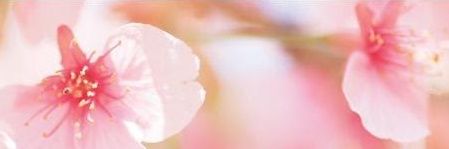 彩桜 banner