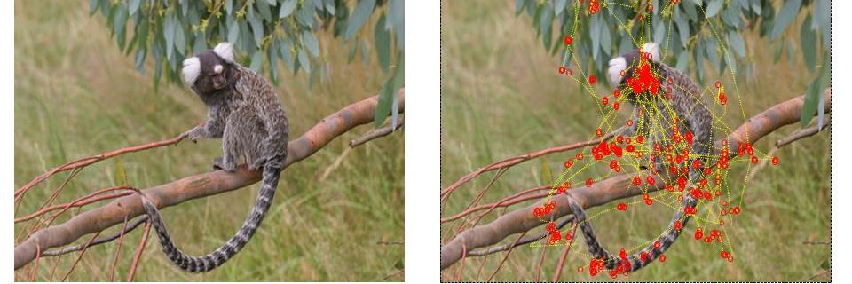 Jude Mitchell banner