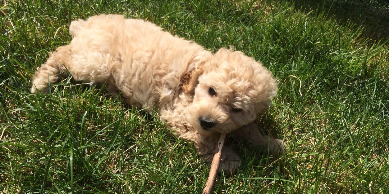 Jessie Sipione banner