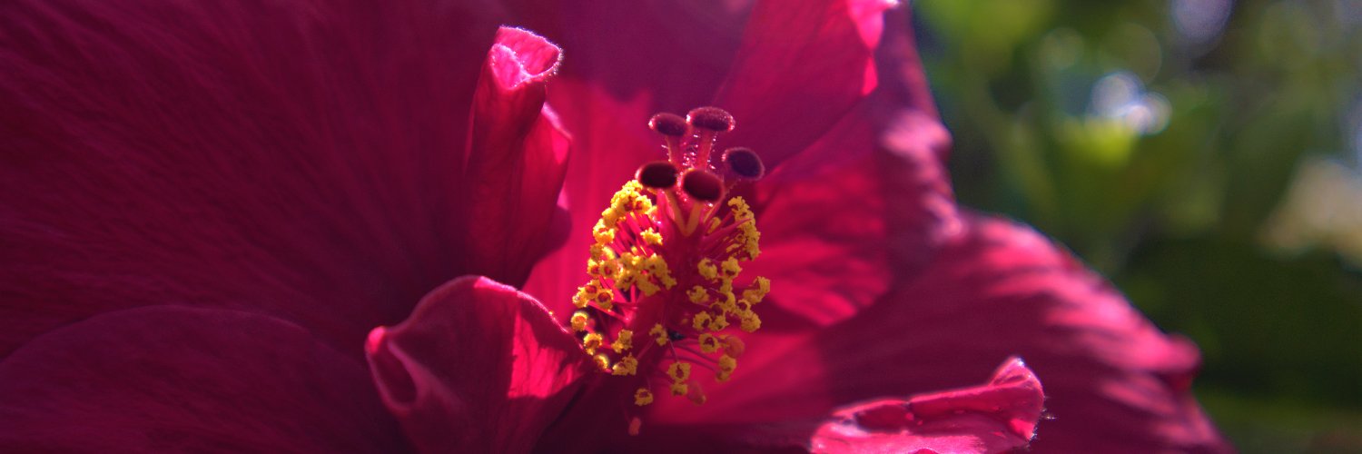 Le_TurtleBoy's profile banner image