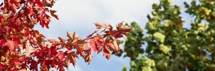 IBS_App's profile banner image