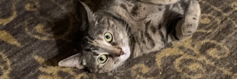 JenBee banner