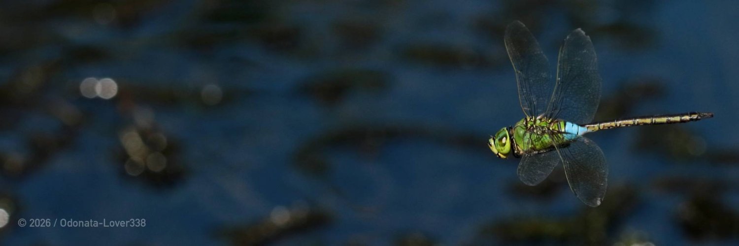 OdonataLover338's profile banner image