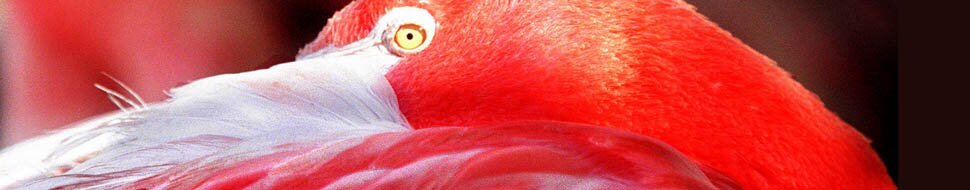 Mcfarlaneozw's profile banner image