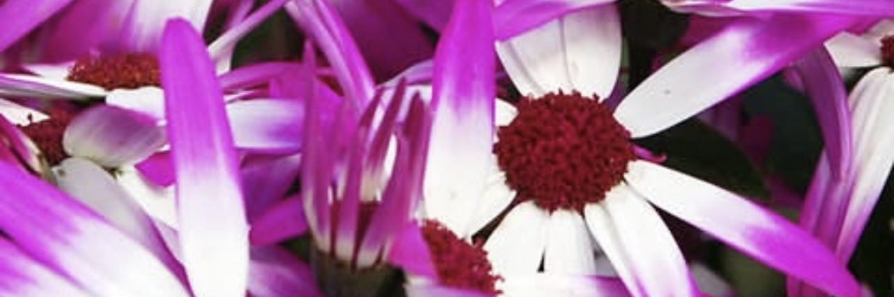 mfmcmunms's profile banner image