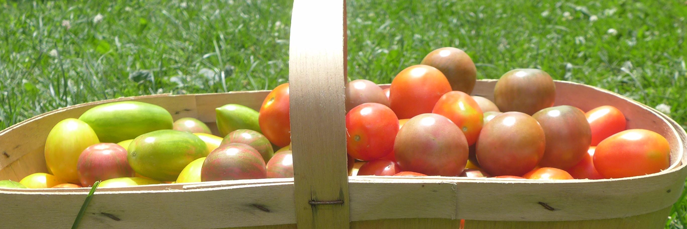NithValOrganics's profile banner image