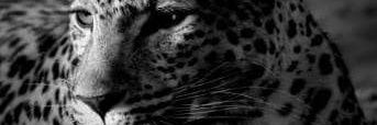 don_kendul's profile banner image