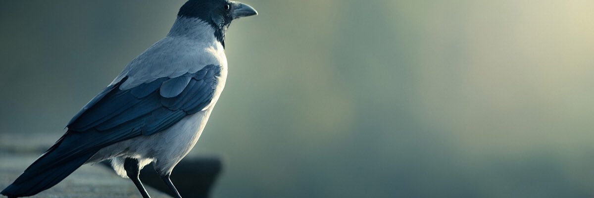 بومرزوق ايجابي banner