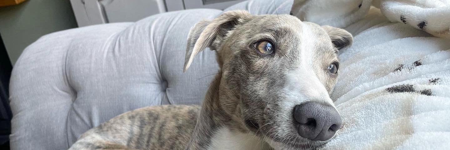 Hayley Stansfield banner